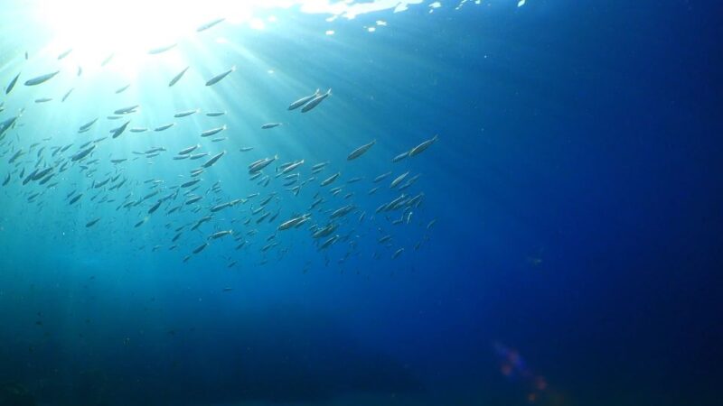 Puerto del Carmen: Try Scuba Diving from the beach - The Safety Briefing and Equipment Setup