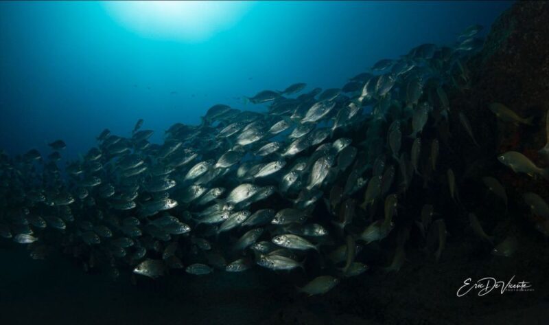 Puerto Del Carmen: Try Scuba Diving with 2 Dives and Photos - Key Points