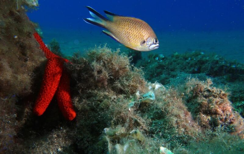 Puerto Del Carmen: Try Scuba Diving with 2 Dives and Photos - Underwater Scenery and Marine Life