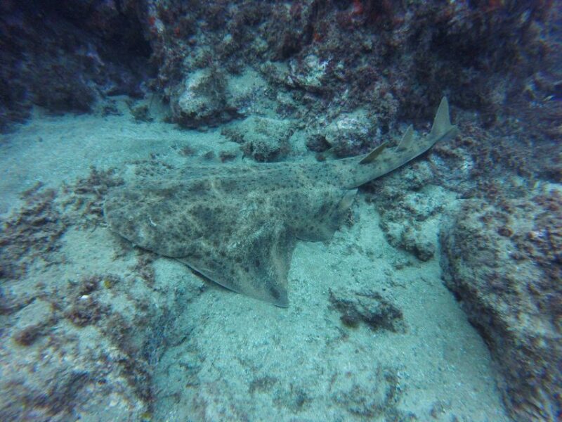 Puerto Del Carmen: Try Scuba Diving with 2 Dives and Photos - Pacing and Group Size