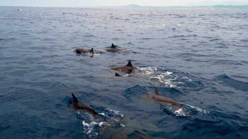 Puerto Escondido: Boat Tour among Dolphins and Turtles - Views and Atmosphere: Cruising in Calm Pacific Waters