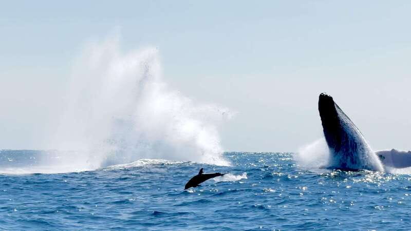 Puerto Escondido: Boat Tour among Dolphins and Turtles - Customer Feedback: Praises and Tips