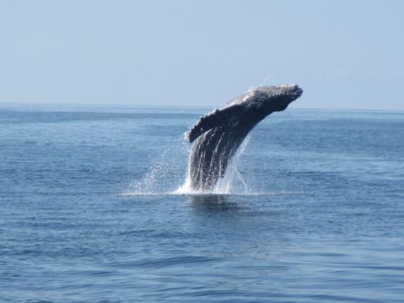 Puerto Escondido: Boat Tour among Dolphins and Turtles - Frequently Asked Questions