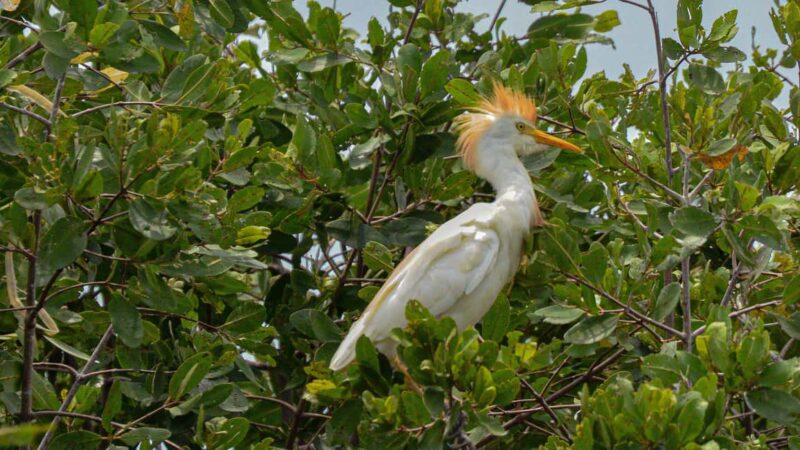 Puerto Escondido: Kayak Adventure On Manialtepec Lagoon - Wildlife and Birdwatching Highlights at Carnero