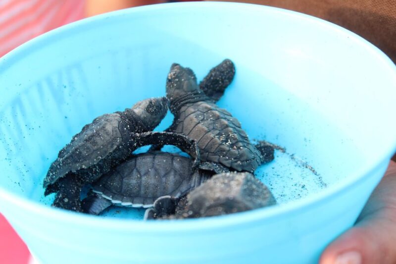 Puerto Escondido: Turtle Release Experience - Educational Content and Conservation Messages