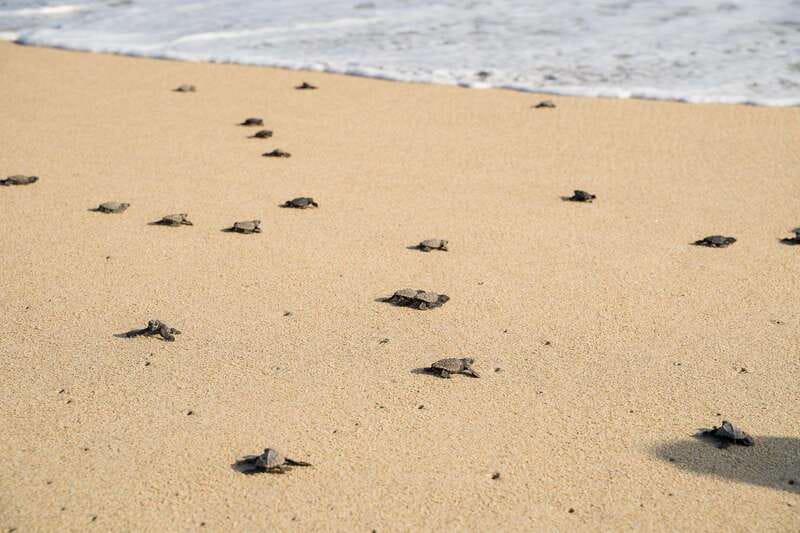 Puerto Escondido: Turtle Release Experience - Practical Tips for Participants