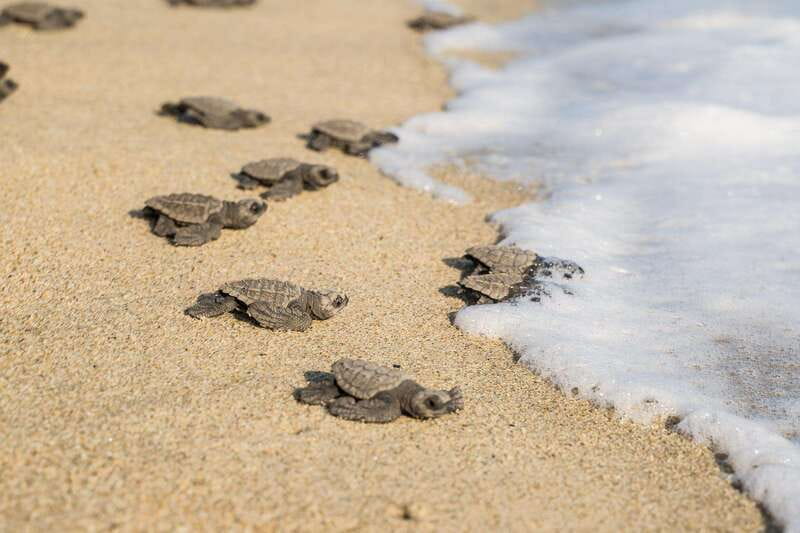 Puerto Escondido: Turtle Release Experience - Comparing This Tour to Similar Experiences