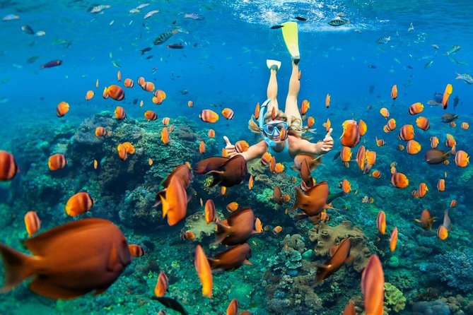 Puerto Morelos Half-Day Snorkel Tour - Who Will Enjoy This Tour?