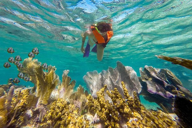 Puerto Morelos Reef Snorkeling Tour with Lunch & Hotel Pickup - The Puerto Morelos Fish Market and Local Lunch Experience