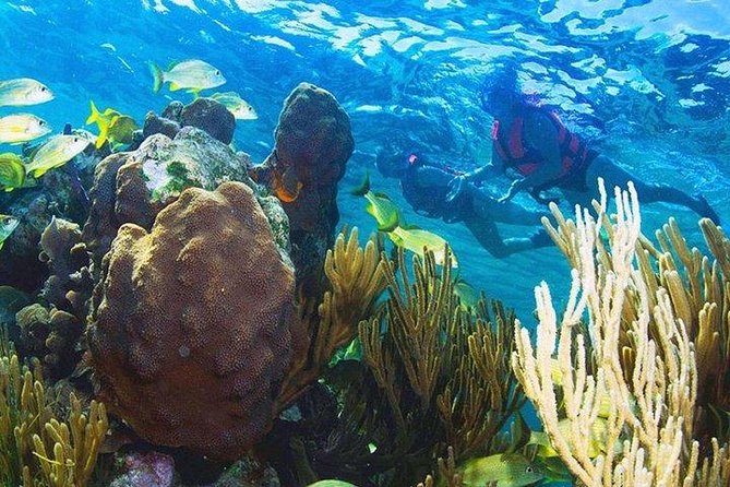 Puerto Morelos Reef Snorkeling Tour with Lunch & Hotel Pickup - Tour Logistics: Group Size and Timing