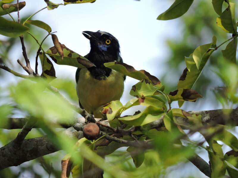 Puerto Morelos: Ruta de los Cenotes Birdwatching Tour - Hiking Along the Ruta de Los Cenotes Trail