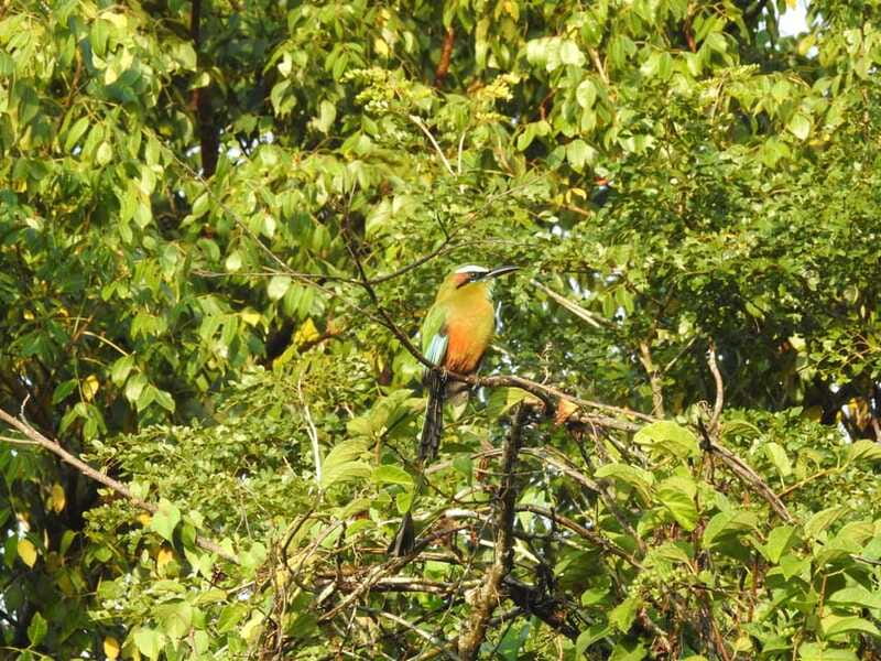 Puerto Morelos: Ruta de los Cenotes Birdwatching Tour - Experience Snacks and Beverages in a Tranquil Jungle Setting