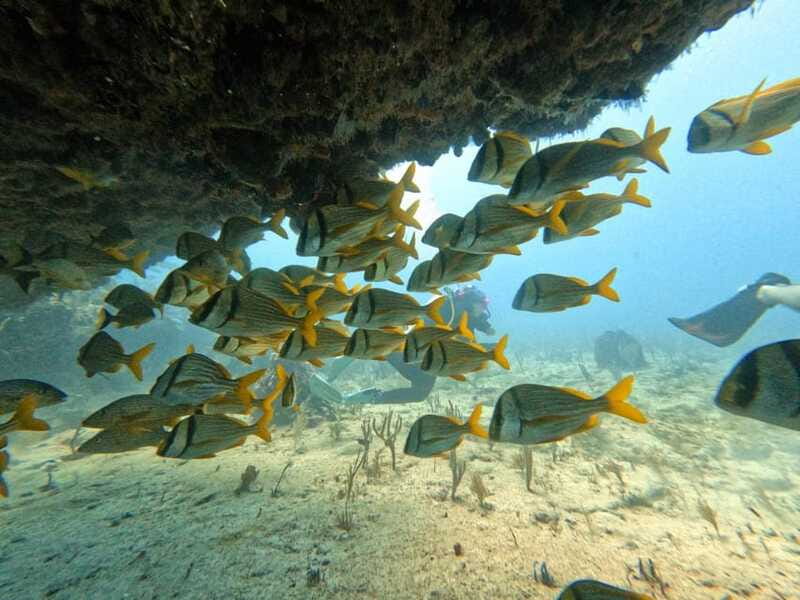 Puerto Morelos: Scuba Diving for Beginners - 2 Dives - Logistical Details and Group Size