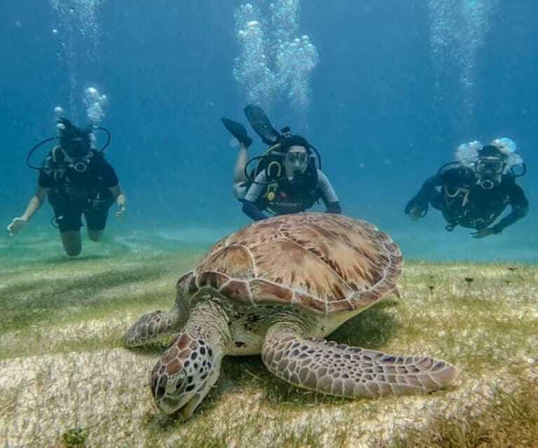 Puerto Morelos: Scuba Diving for Beginners - 2 Dives - Who Will Enjoy This Experience?