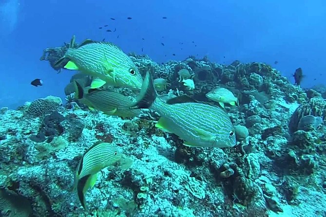 Puerto Morelos Two Reefs Snorkeling Tour - Food and Drinks During the Tour