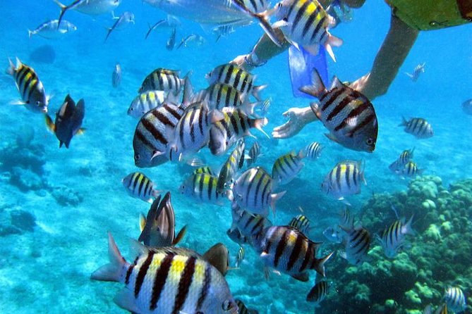 Puerto Morelos Two Reefs Snorkeling Tour - Who Will Enjoy This Snorkeling Tour?