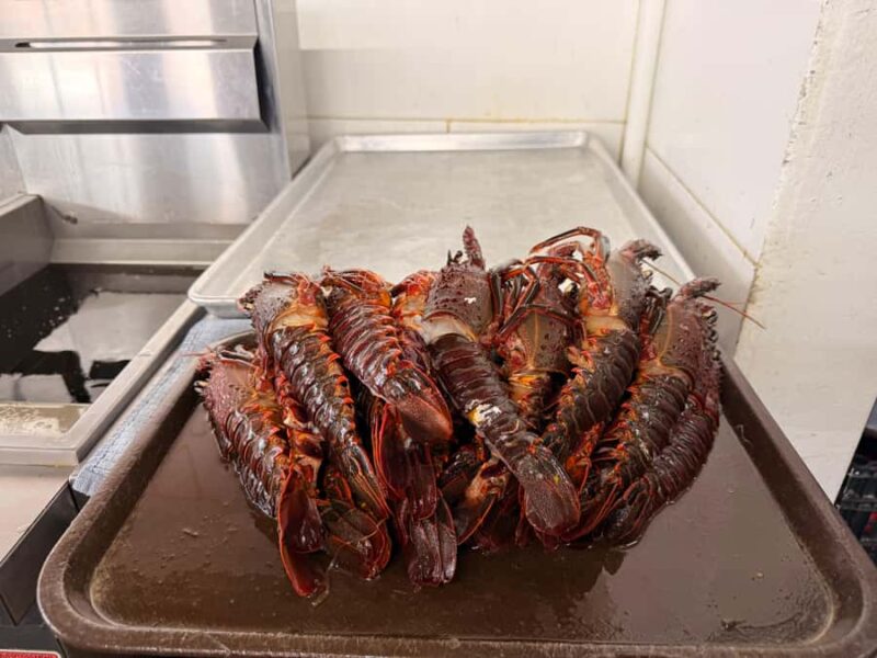 Puerto Nuevo & Valle de Guadalupe Tour with Lunch and Wine - Practical Tips for Participants