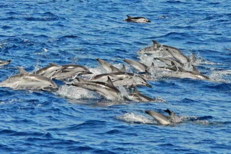 Puerto Rico de Gran Canaria: Premium Dolphin Catamaran Tour - Discover the Puerto Rico de Gran Canaria: Premium Dolphin Catamaran Tour
