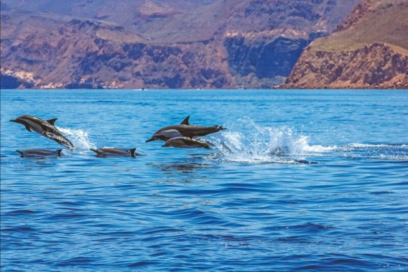 Puerto Rico de Gran Canaria: Premium Dolphin Catamaran Tour - Key Points