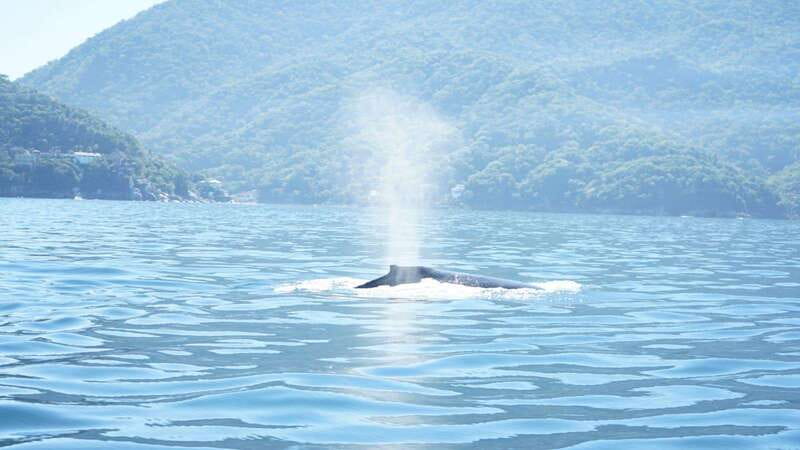 Puerto Vallarta: 3-Hour Whale Watching and Snorkeling - What the Boat Looks Like and How the Group Moves