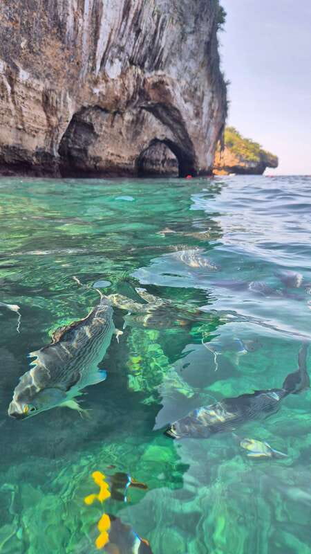 Puerto Vallarta: 3-Hour Whale Watching and Snorkeling - Dolphin Watching and Marine Life Encounters