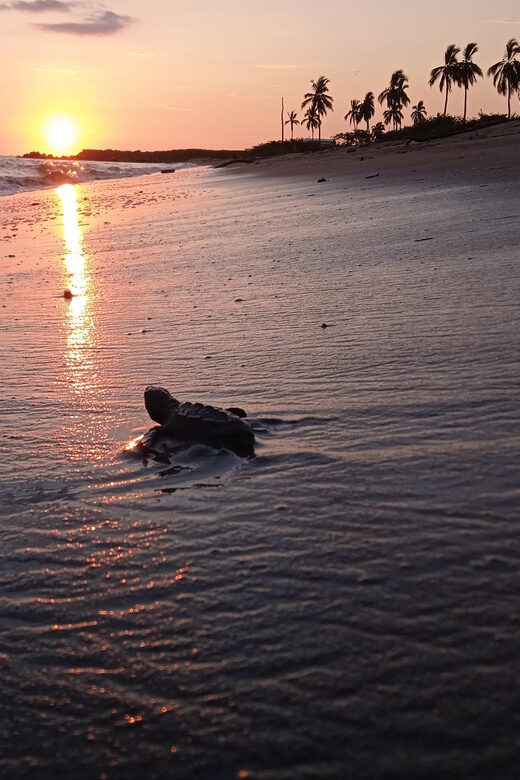 Puerto Vallarta: Baby Turtle Release in Conservation Area - The Conservation Effort: Protecting Endangered Sea Turtles