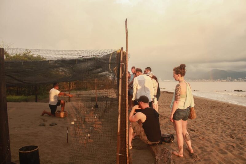 Puerto Vallarta: Baby Turtle Release in Conservation Area - Watching the Sunset and the Hatchings