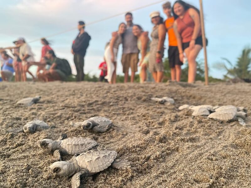 Puerto Vallarta: Baby Turtle Release in Conservation Area - Inclusivity and Accessibility Details