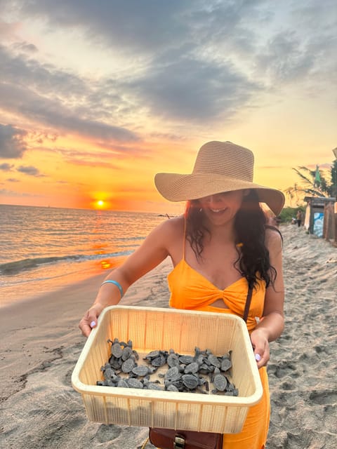 Puerto Vallarta: Baby Turtle Release in Conservation Area - What’s Included and What to Bring