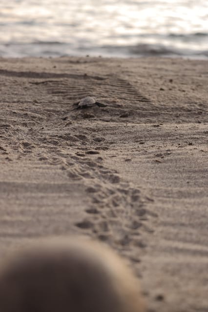 Puerto Vallarta: Baby Turtle Release in Conservation Area - Cancellation Policy and Flexibility