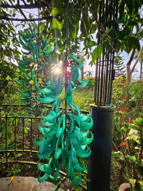 Puerto Vallarta: Botanical Garden & Tequila Tasting Tour - Engaging Guided Tours and Independent Exploration