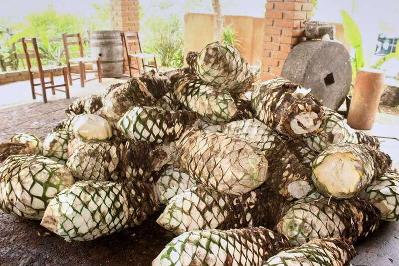 Puerto Vallarta: Botanical Gardens, Distillery & Coffee Tour - Why This Tour Stands Out in Puerto Vallarta