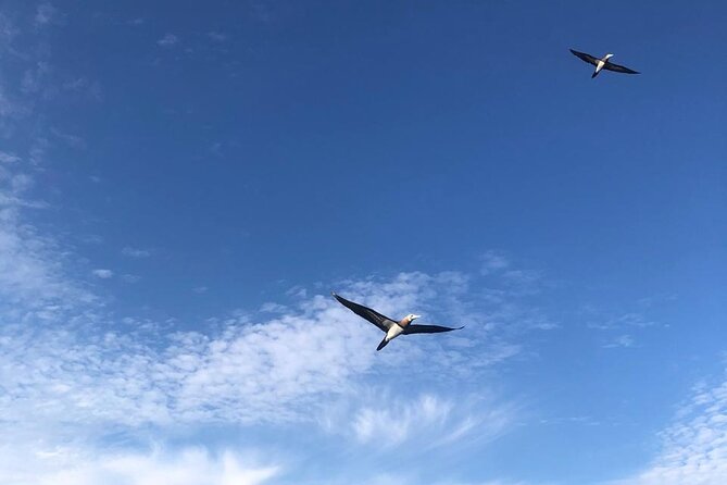 Puerto Vallarta City Tour By The Sea aboard Bruna - Wildlife Encounters in Puerto Vallarta’s Waters