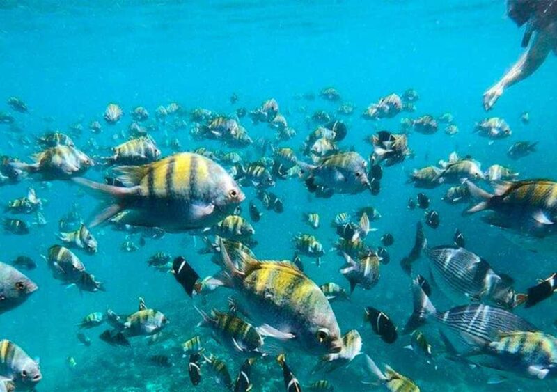 Puerto Vallarta: Cruise, Breakfast, Lunch & Open Bar Onboard - Relaxing at Las Animas Beach