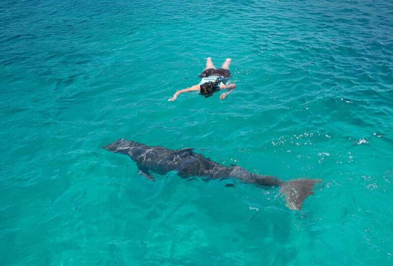 Puerto Vallarta: Dolphin Royal Connection & Water Park Pass - Key Points