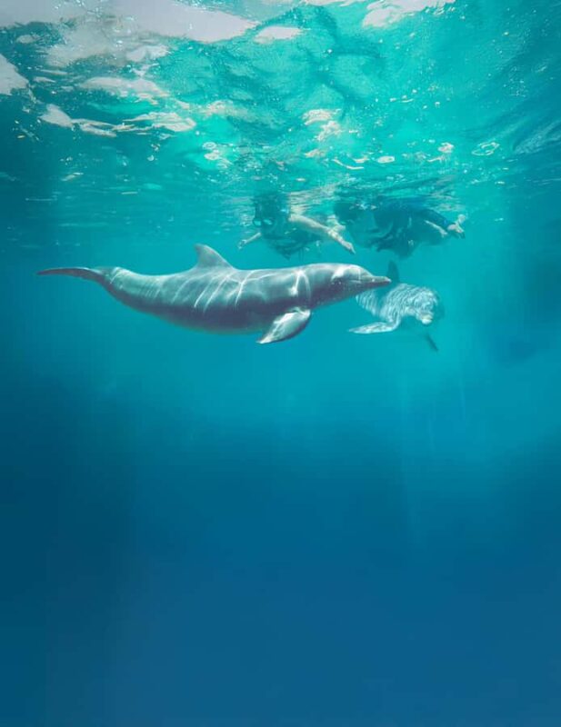 Puerto Vallarta: Dolphin Royal Connection & Water Park Pass - Full Access to Aquaventuras Water Park Attractions