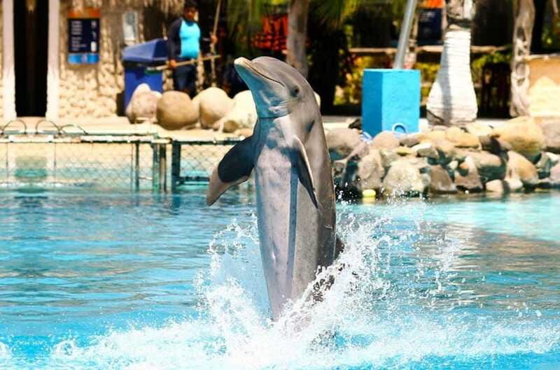 Puerto Vallarta: Dolphin Royal Swim at Aquaventuras Park - Practical Tips for Your Visit
