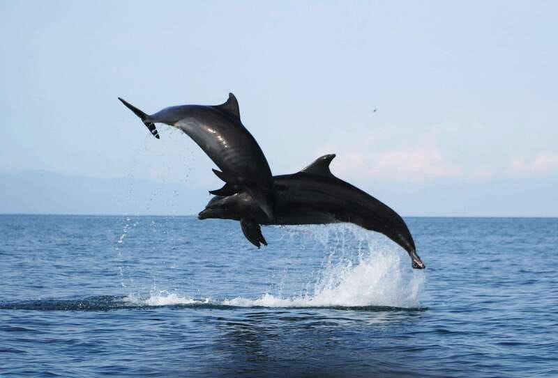Puerto Vallarta: Dolphin Watching Cruise with a Biologist - Discover the Marine Life of Banderas Bay with a Marine Biologist