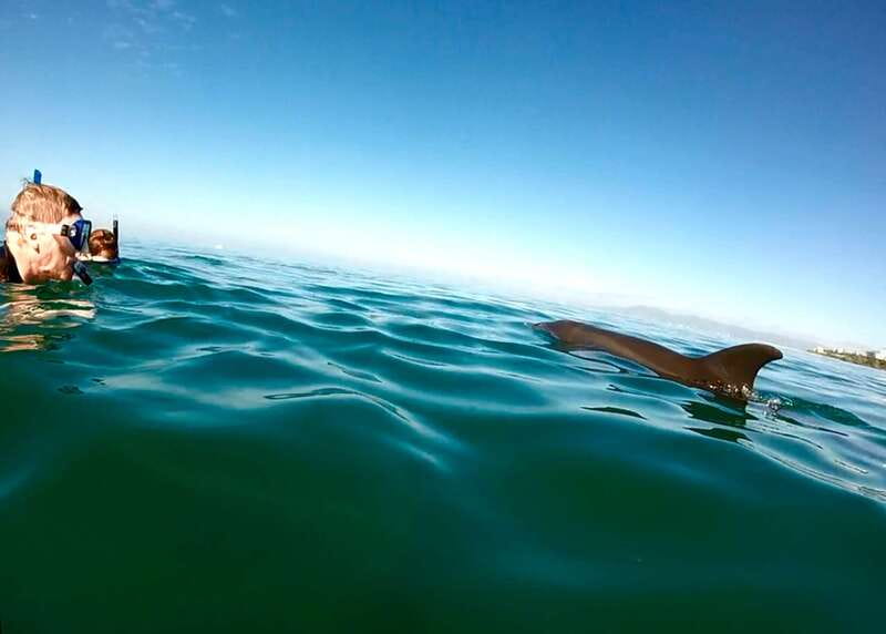 Puerto Vallarta: Dolphin Watching Cruise with a Biologist - Key Points