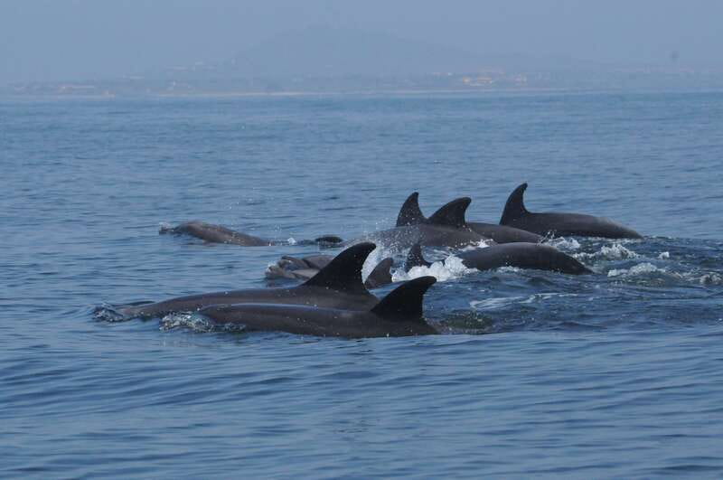 Puerto Vallarta: Dolphin Watching Cruise with a Biologist - Snorkeling at Los Arcos Marine Park