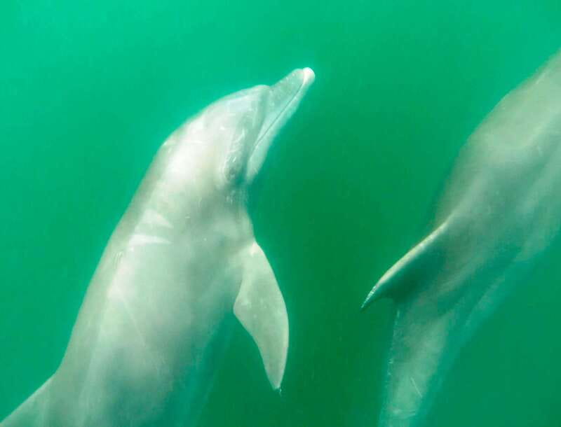Puerto Vallarta: Dolphin Watching Cruise with a Biologist - The Journey Back to Marina Vallarta