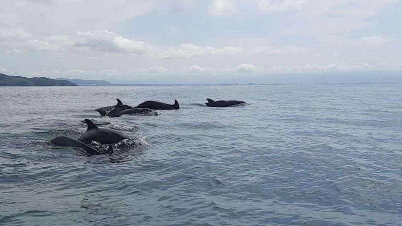 Puerto Vallarta: Dolphin Watching Cruise with a Biologist - Practical Tips for a Smooth Experience