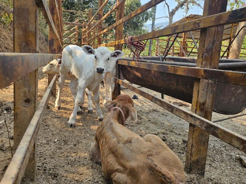 Puerto Vallarta: Hands-on Farm Experience from Cow to Cheese - Additional Details: Practical Tips and What’s Not Included