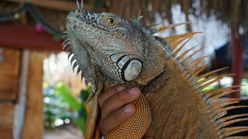 Puerto Vallarta: Hidden Beaches and Sea Adventures - Physical Requirements and Accessibility