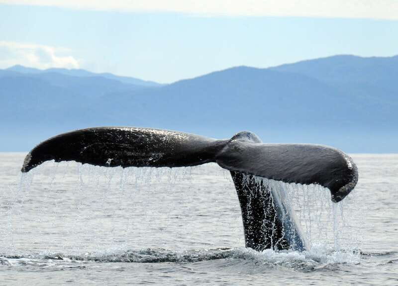 Puerto Vallarta: Humpback Whale Research Adventure Tour - Learning About Humpback Whales Before Setting Out