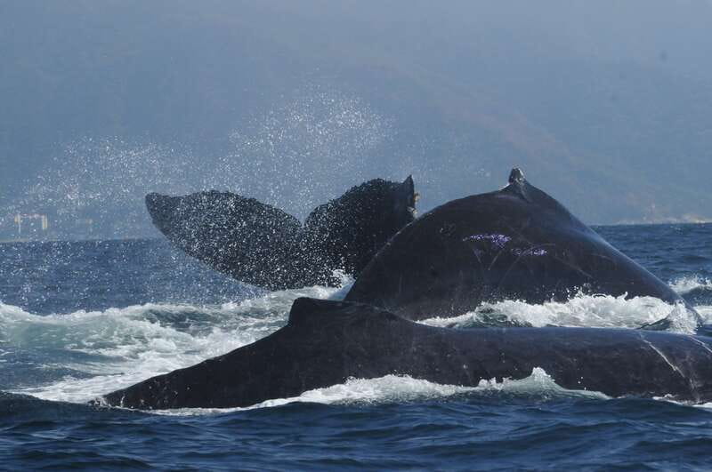 Puerto Vallarta: Humpback Whale Research Adventure Tour - Exploring Banderas Bay in Search of Whales
