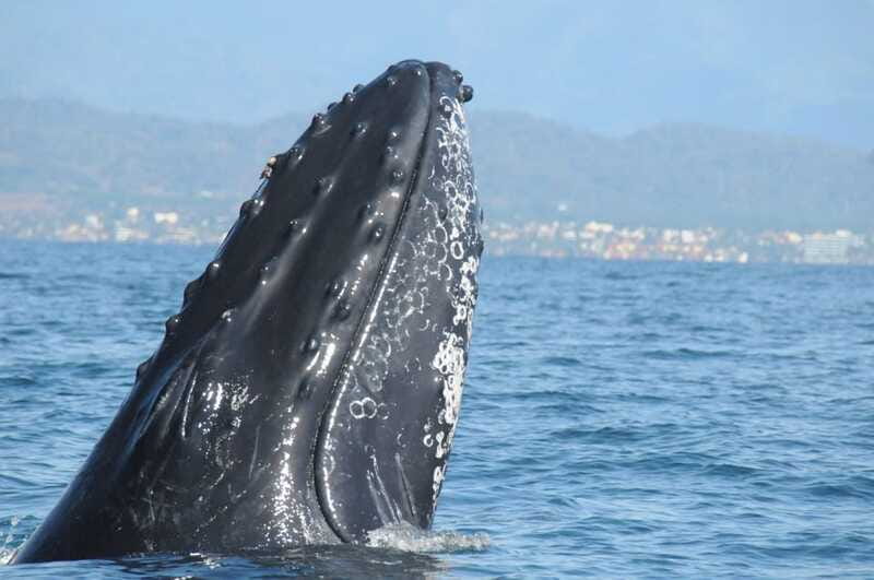 Puerto Vallarta: Humpback Whale Research Adventure Tour - Listening to Whale Songs with Hydrophones