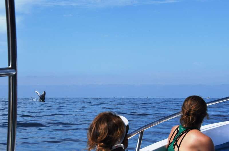 Puerto Vallarta: Humpback Whale Research Adventure Tour - Participating in a Responsible Research Project