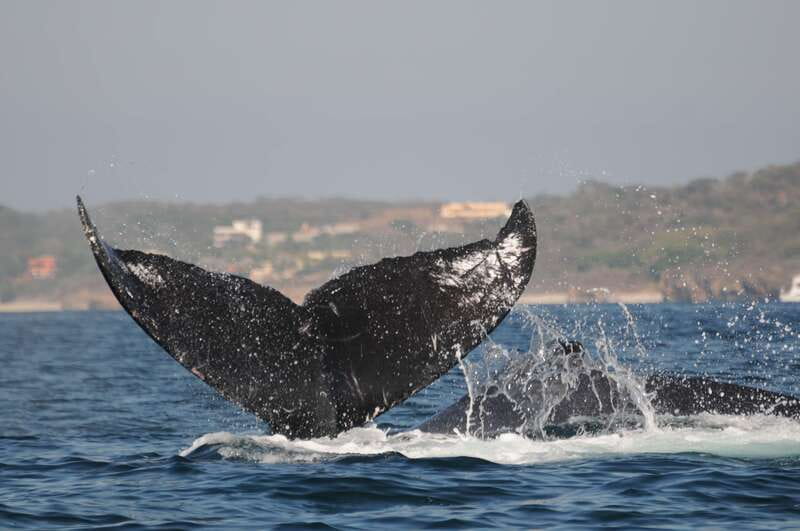 Puerto Vallarta: Humpback Whale Research Adventure Tour - Practical Tips for a Great Experience
