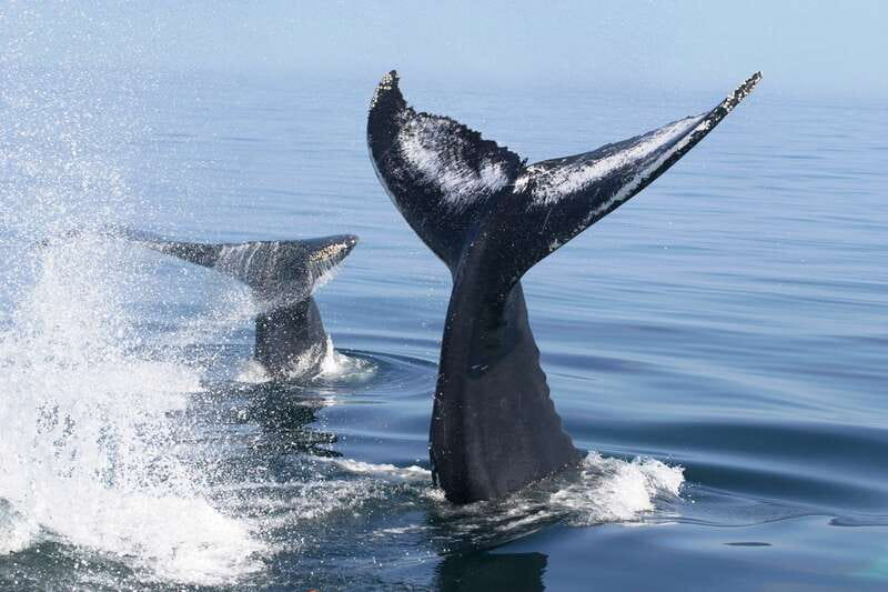 Puerto Vallarta: Humpback Whale Research Adventure Tour - Who Would Most Appreciate This Tour?